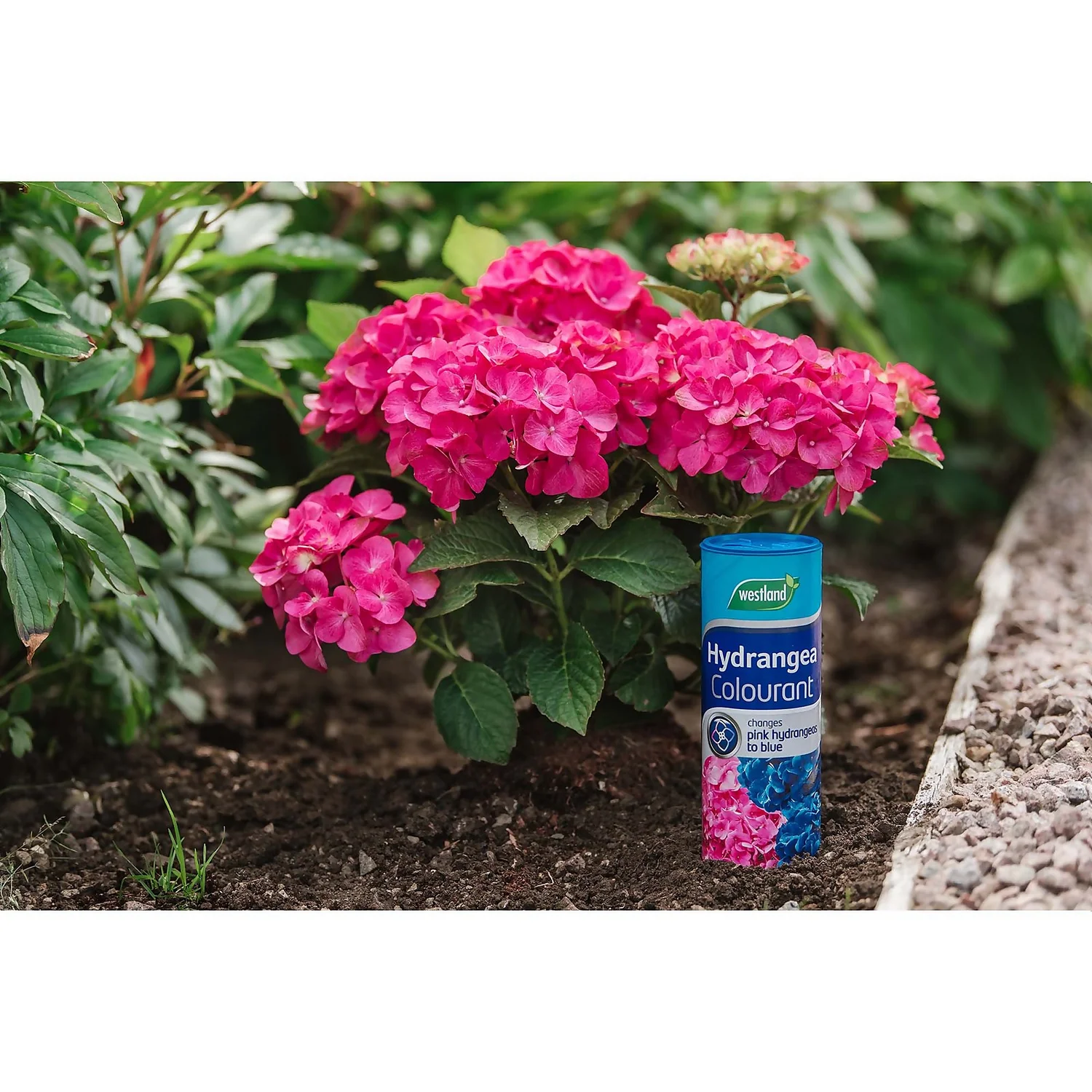 Westland Hydrangea Colourant - 500g 4 Westland Hydrangea Colourant - 500g - Image 2