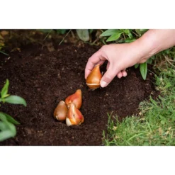 Westland Bulb Planting Compost - 20L -Garden Care Specialty Shop 12819355 9244869971373729