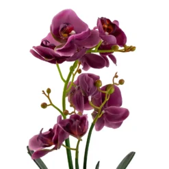 Orchid With Silver Glass Pot - Purple -Garden Care Specialty Shop 12879285 2084864281975504