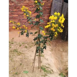 10 Pack Bamboo Canes - 1.5m/5ft -Garden Care Specialty Shop 12885361 1704952637997305