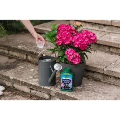Westland Hydrangea Feed - 1l -Garden Care Specialty Shop 12886486 1744971590629542
