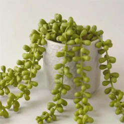 House Beautiful String Of Pearls In Ceramic Pot -Garden Care Specialty Shop 12890040 1124857412775061