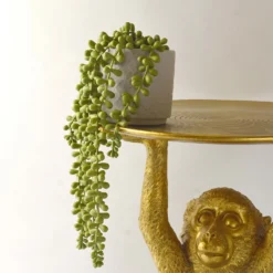 House Beautiful String Of Pearls In Ceramic Pot -Garden Care Specialty Shop 12890040 3924857412833165