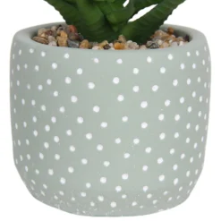 Small Succulent - Green -Garden Care Specialty Shop 12909501 1514869235621446