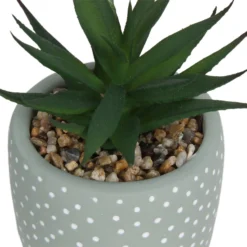 Small Succulent - Green -Garden Care Specialty Shop 12909501 2094869235594320