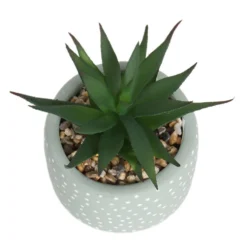 Small Succulent - Green -Garden Care Specialty Shop 12909501 6844869235562523