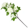 Viburnum - White