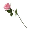 Rose - Light Pink -Garden Care Specialty Shop 12913565 1254845852030804