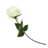 Rose - Cream -Garden Care Specialty Shop 12913569 1064845852001881