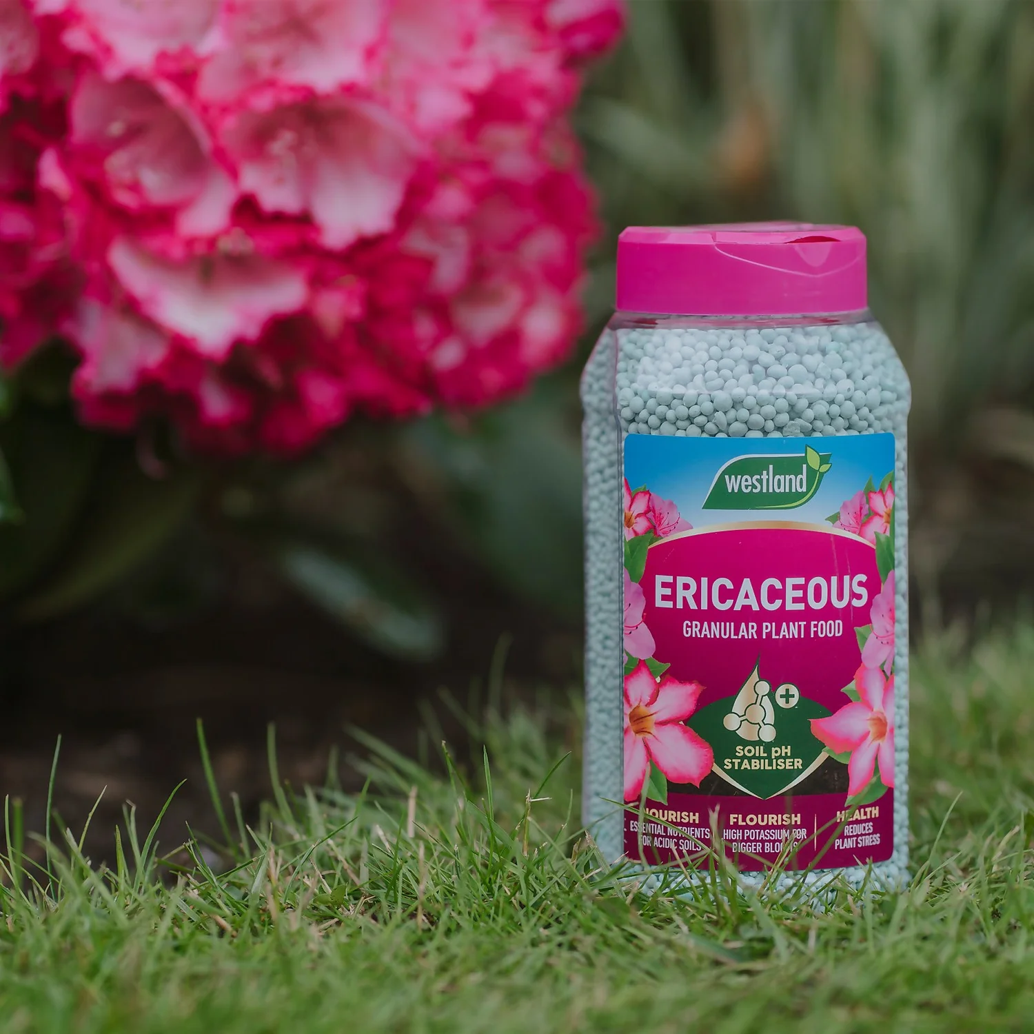 Westland Ericaceous Granular Plant Food 900g 4 Westland Ericaceous Granular Plant Food 900g - Image 2