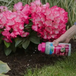 Westland Ericaceous Granular Plant Food 900g 7 Westland Ericaceous Granular Plant Food 900g -Garden Care Specialty Shop 13411839 1274971590758911