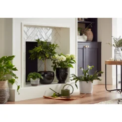 Perla White Plant Pot - 18cm -Garden Care Specialty Shop 13432918 8224948242882018