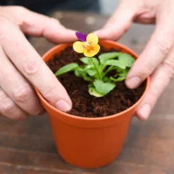 Coco & Coir Coco Grow+ Seed & Cutting Compost + 20% Perlite - 15L 8 Coco & Coir Coco Grow+ Seed & Cutting Compost + 20% Perlite - 15L -Garden Care Specialty Shop 13487127 4074919980845315