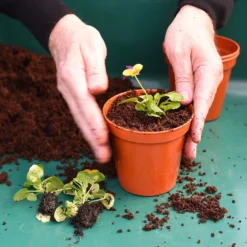 Coco & Coir Coco Boost All Purpose Compost With Added Nutrients - 15L -Garden Care Specialty Shop 13487131 4394919981240271